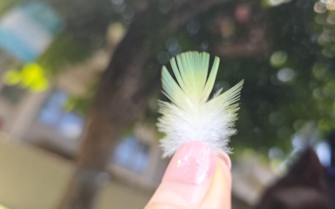 You are the creator: Dream Big